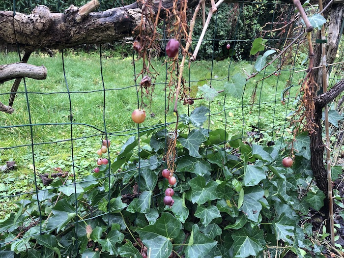 les derniers grains de raisin de 2020 - jardin de Lambersart
