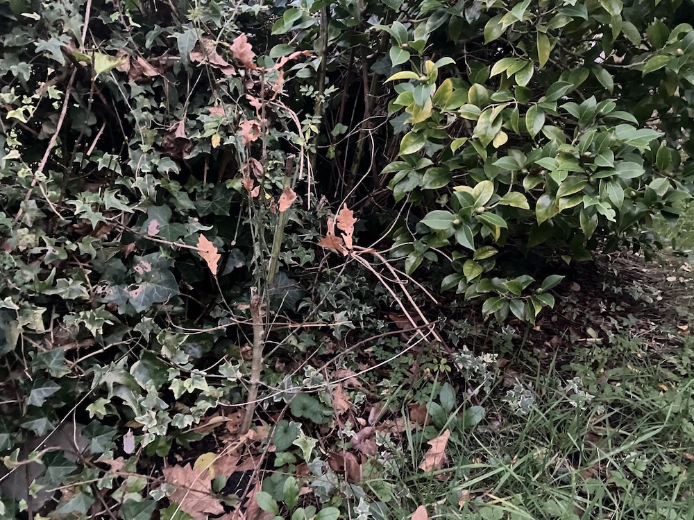 Petit chêne dans le jardin - décembre 2025