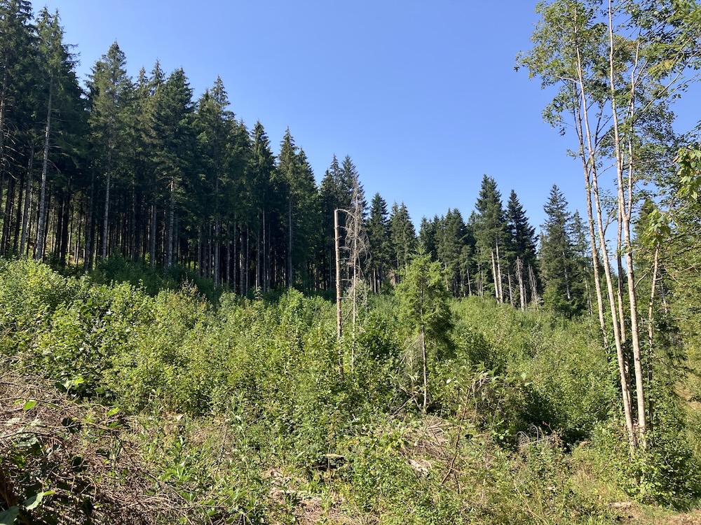 Dans le jura, été 2026